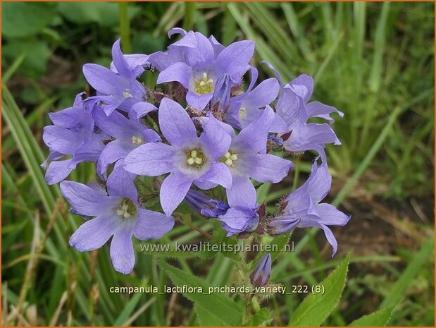 Campanula lactiflora 'Prichard's Variety' | Klokjesbloem | Dolden-Glockenblume | Milky Bellflower