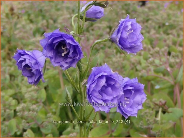 Campanula persicifolia 'La Belle' | Perzikbladklokje, Prachtklokje, Klokjesbloem | Pfirsichblättrige Glock