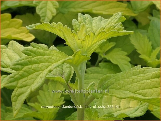 Caryopteris clandonensis 'Hint of Gold' | Blauwe spirea, Blauwbaard, Baardbloem | Bartblume | Heavenly Blue