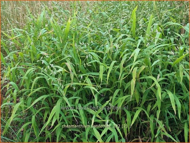 Chasmanthium latifolium | Plataargras | Breitblättriges Plattährengras | North America Wild Oats