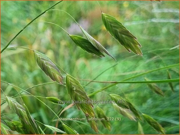 Chasmanthium latifolium | Plataargras | Breitblättriges Plattährengras | North America Wild Oats