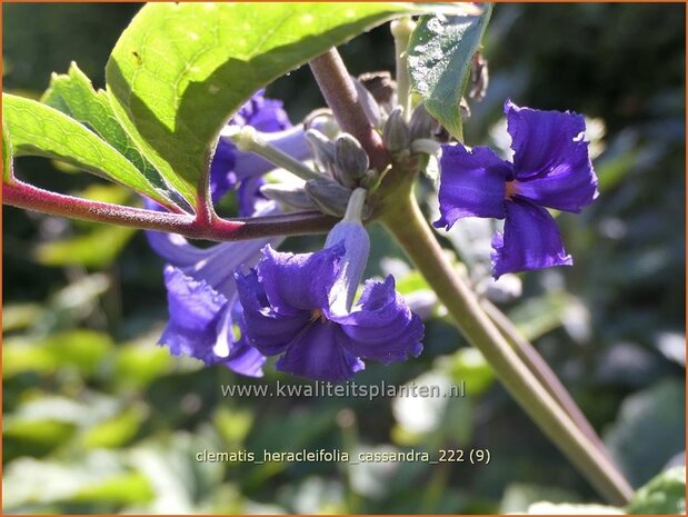 Clematis heracleifolia 'Cassandra' | Struikclematis, Bosrank, Clematis | Breitblättrige Waldrebe | Tube Clematis