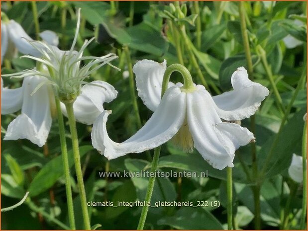 Clematis integrifolia 'Gletschereis' | Struikclematis, Bosrank, Clematis | Krautige Waldrebe | Blue Clematis