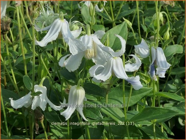 Clematis integrifolia 'Gletschereis' | Struikclematis, Bosrank, Clematis | Krautige Waldrebe | Blue Clematis