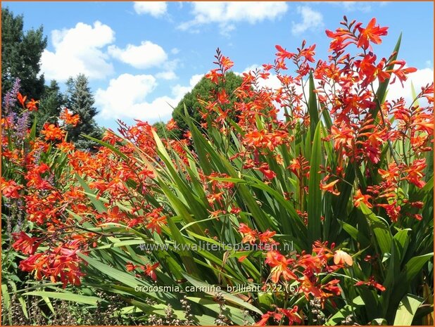 Crocosmia 'Carmine Brilliant' | Montbretia | Montbretie | Montbretia