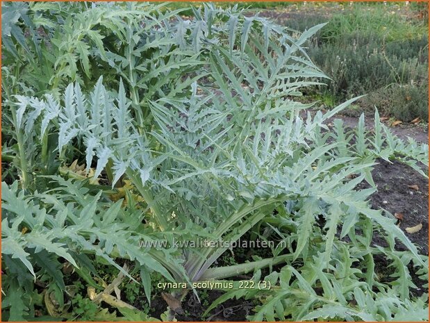 Cynara scolymus | Artisjok | Artischocke | Green Artichoke