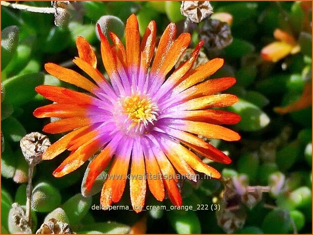 Delosperma 'Ice Cream Orange' | IJsbloempje, IJsplant | Mittagsblume | Ice Plant