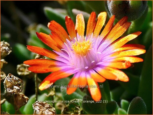 Delosperma 'Ice Cream Orange' | IJsbloempje, IJsplant | Mittagsblume | Ice Plant