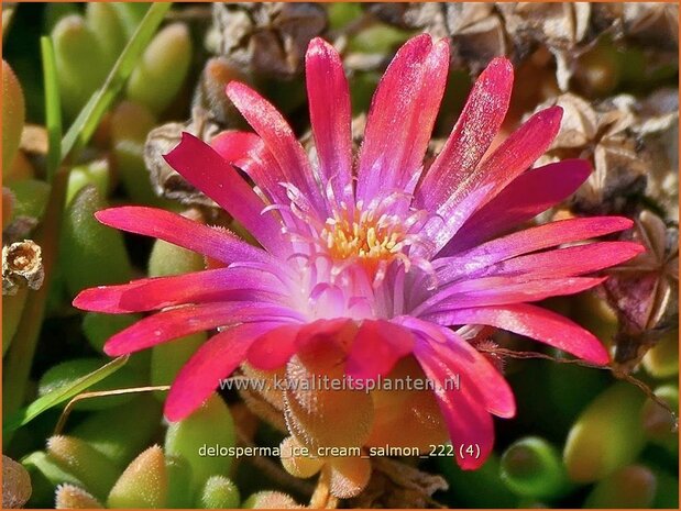 Delosperma 'Ice Cream Salmon' | IJsbloempje, IJsplant | Mittagsblume | Ice Plant