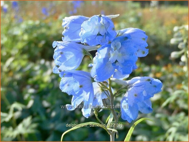 Delphinium 'Ballkleid' | Ridderspoor | Rittersporn | Larkspur