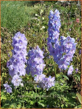 Delphinium 'Camelliard' | Ridderspoor | Rittersporn | Larkspur