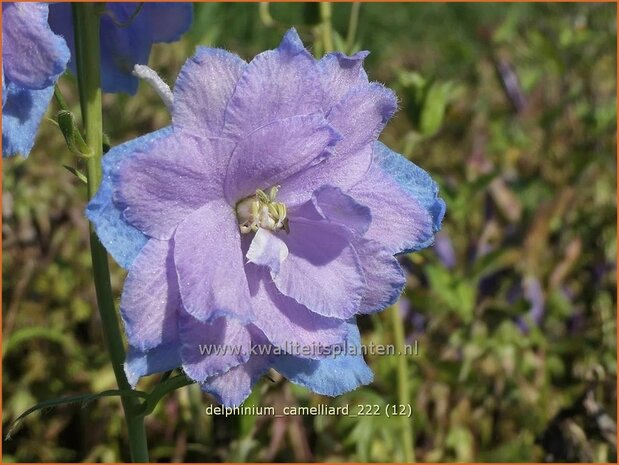 Delphinium 'Camelliard' | Ridderspoor | Rittersporn | Larkspur