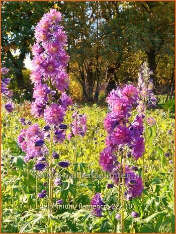 Delphinium 'Flamenco' | Ridderspoor | Rittersporn | Larkspur