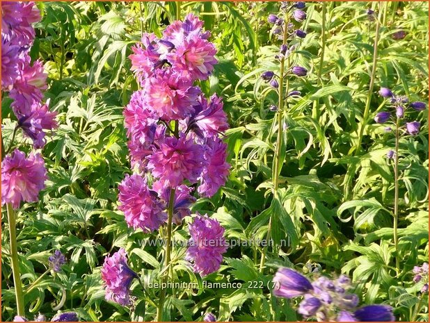 Delphinium 'Flamenco' | Ridderspoor | Rittersporn | Larkspur