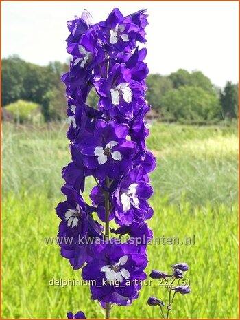 Delphinium 'King Arthur' | Ridderspoor | Rittersporn | Larkspur