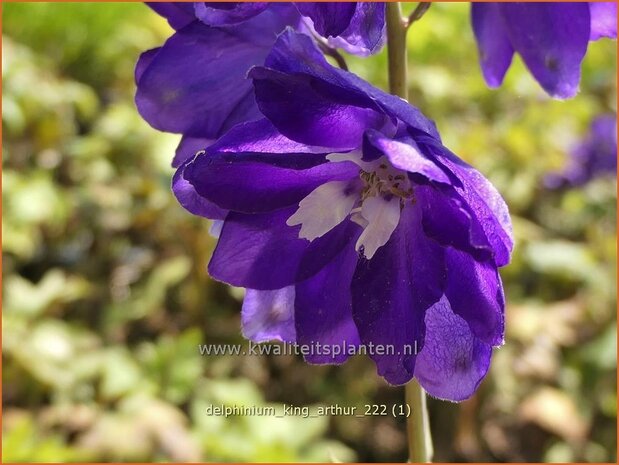 Delphinium 'King Arthur' | Ridderspoor | Rittersporn | Larkspur