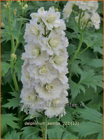 Delphinium 'Samba' | Ridderspoor | Rittersporn | Larkspur