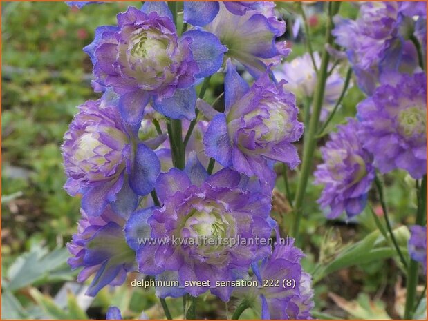 Delphinium 'Sweet Sensation' | Ridderspoor | Rittersporn | Larkspur