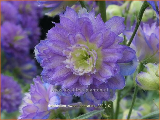 Delphinium 'Sweet Sensation' | Ridderspoor | Rittersporn | Larkspur