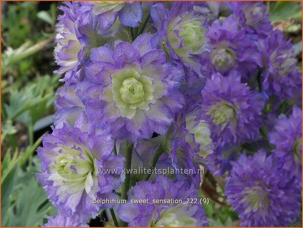 Delphinium 'Sweet Sensation' | Ridderspoor | Rittersporn | Larkspur