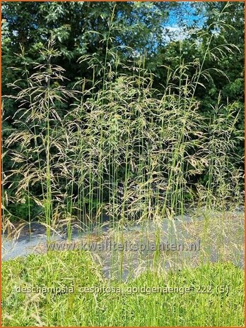 Deschampsia cespitosa 'Goldgehänge' | Ruwe smele, Smele | Waldschmiele | Tufted Hair Grass