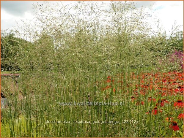 Deschampsia cespitosa 'Goldgehänge' | Ruwe smele, Smele | Waldschmiele | Tufted Hair Grass