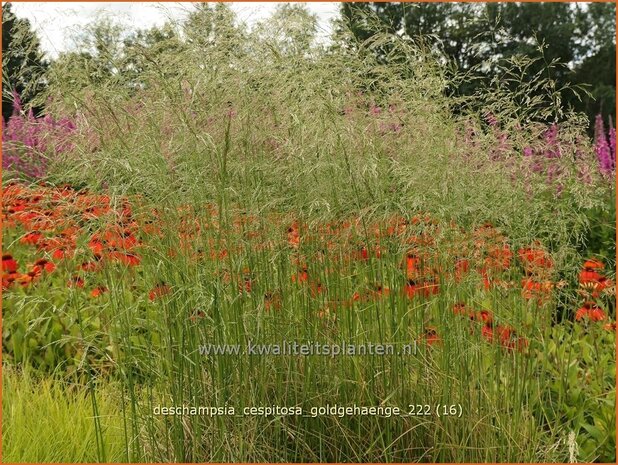 Deschampsia cespitosa 'Goldgehänge' | Ruwe smele, Smele | Waldschmiele | Tufted Hair Grass