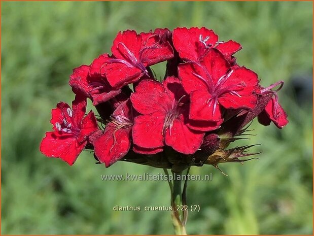 Dianthus cruentus | Bloedanjer | Blutnelke | Blood Carnation