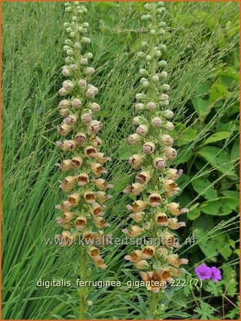 Digitalis ferruginea 'Gigantea' | Vingerhoedskruid | Rostfarbiger Fingerhut | Rusty Foxglove