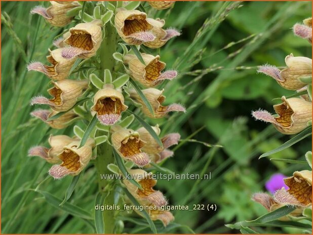 Digitalis ferruginea 'Gigantea' | Vingerhoedskruid | Rostfarbiger Fingerhut | Rusty Foxglove