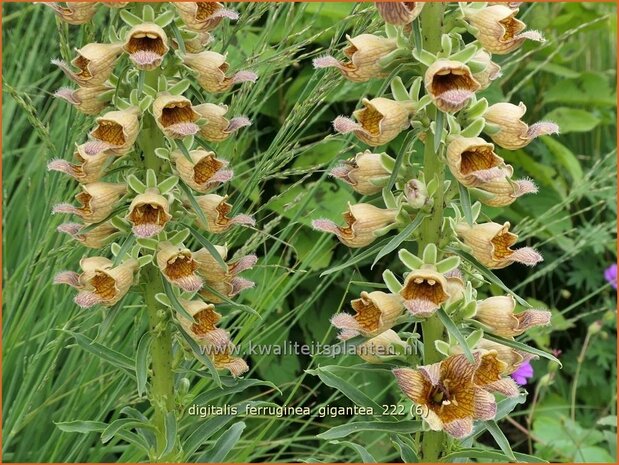 Digitalis ferruginea 'Gigantea' | Vingerhoedskruid | Rostfarbiger Fingerhut | Rusty Foxglove