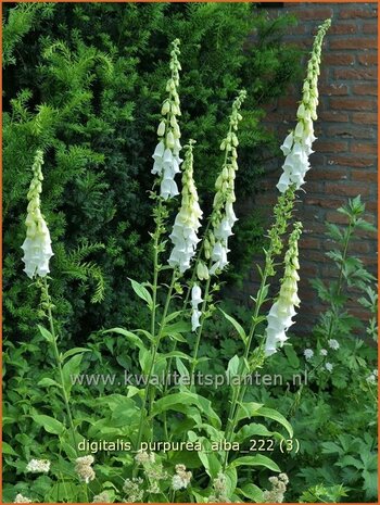 Digitalis purpurea 'Alba' | Echt vingerhoedskruid, Vingerhoedskruid | Roter Fingerhut | Common Foxglove