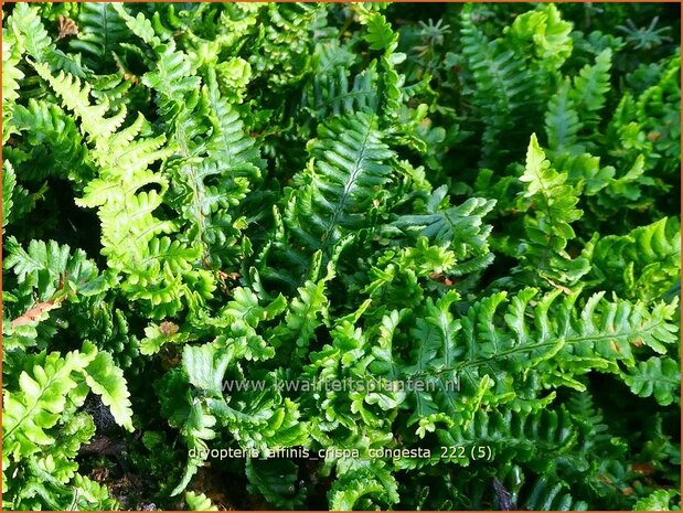 Dryopteris affinis 'Crispa Congesta' | Geschubde mannetjesvaren, Mannetjesvaren | Goldschuppenfarn | Scaly Male Fern