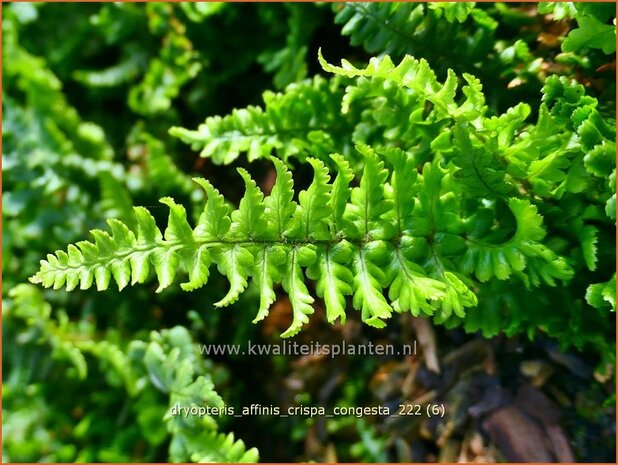 Dryopteris affinis 'Crispa Congesta' | Geschubde mannetjesvaren, Mannetjesvaren | Goldschuppenfarn | Scaly Male Fern