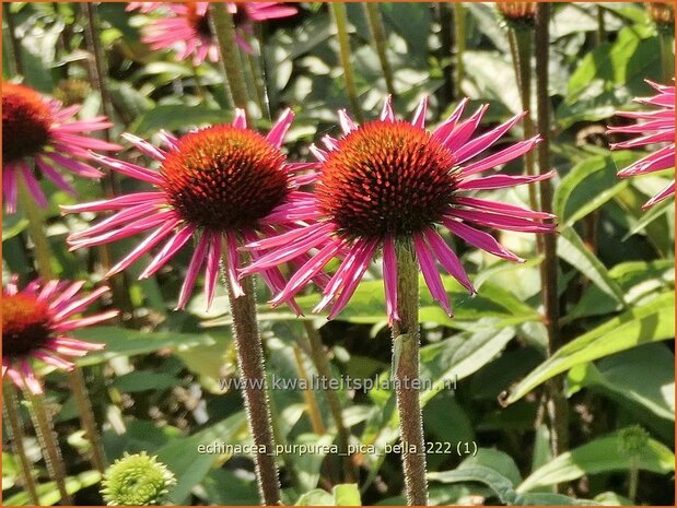 Echinacea purpurea 'Pica Bella' | Rode zonnehoed, Zonnehoed | Roter Sonnenhut | Purple Coneflower