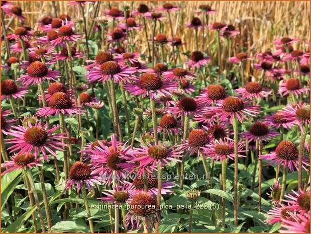 Echinacea purpurea 'Pica Bella' | Rode zonnehoed, Zonnehoed | Roter Sonnenhut | Purple Coneflower