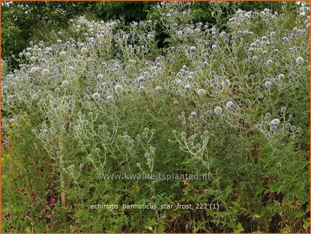 Echinops bannaticus 'Star Frost' | Kogeldistel | Banater Kugeldistel | Blue Globe Thistle