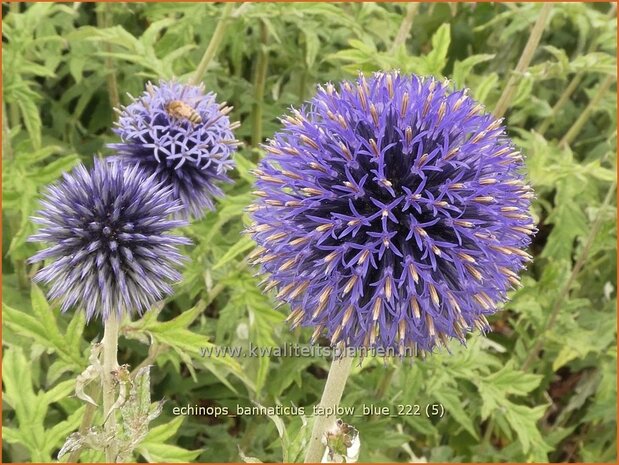 Echinops bannaticus 'Taplow Blue' | Kogeldistel | Banater Kugeldistel | Blue Globe Thistle