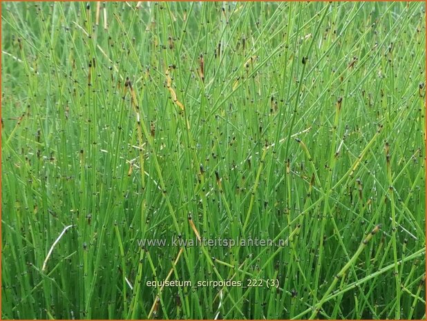 Equisetum scirpoides | Dwergholpijp, Holpijp, Paardenstaart | Simsen-Schachtelhalm | Dwarf Horsetail