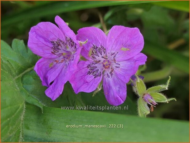 Erodium manescavii | Reigersbek | Pyrenäen Reiherschnabel | Manecau Erodium