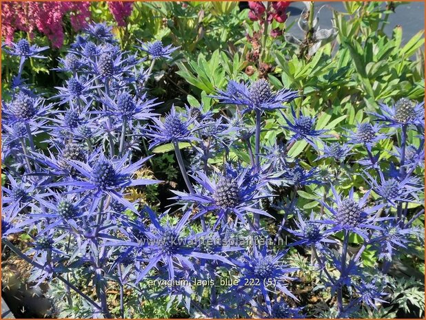 Eryngium 'Lapis Blue' | Kruisdistel | Mannstreu | Eryngo