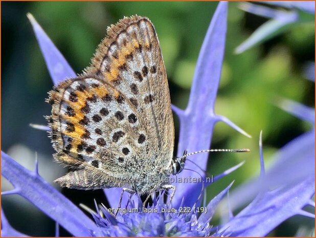 Eryngium 'Lapis Blue' | Kruisdistel | Mannstreu | Eryngo