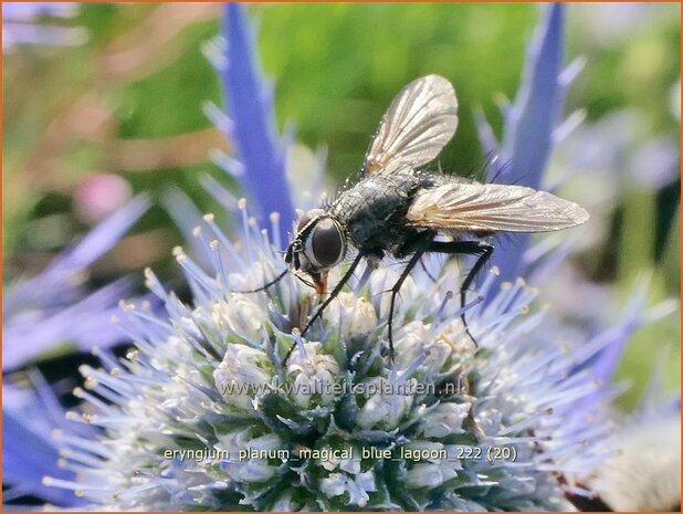 Eryngium planum 'Magical Blue Lagoon' | Vlakke kruisdistel, Blauwe distel, Framboosdistel, Kruisdistel | Flachblättr