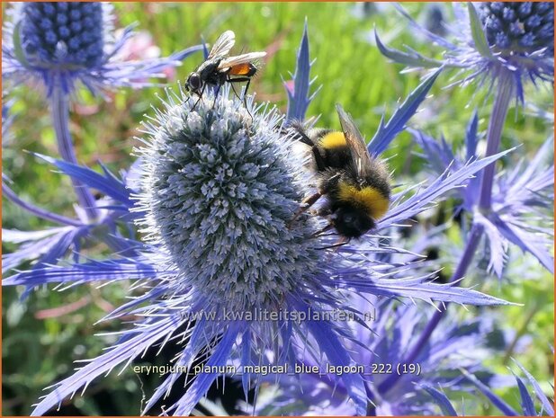 Eryngium planum 'Magical Blue Lagoon' | Vlakke kruisdistel, Blauwe distel, Framboosdistel, Kruisdistel | Flachblättr