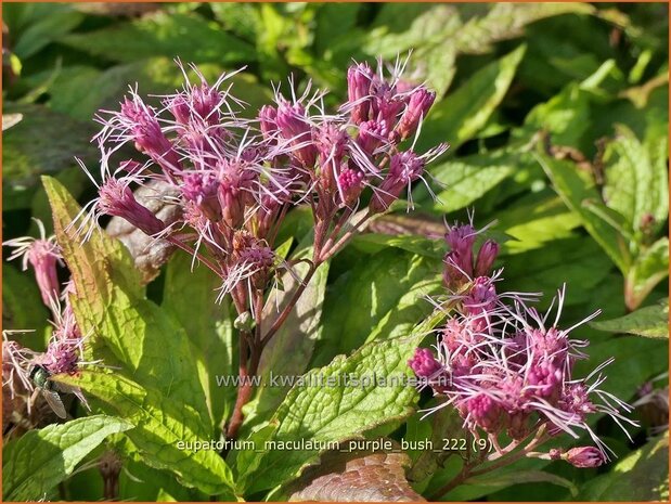 Eupatorium maculatum 'Purple Bush' | Koninginnekruid, Leverkruid | Gefleckter Wasserdost | Spotted Joe Pye Weed