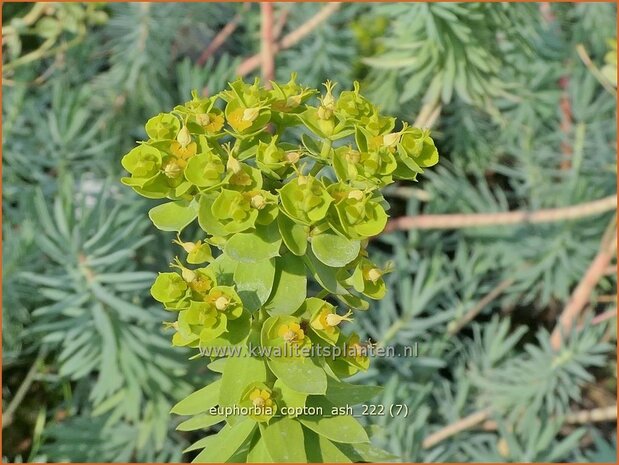 Euphorbia 'Copton Ash' | Wolfsmelk | Wolfsmilch | Spurge