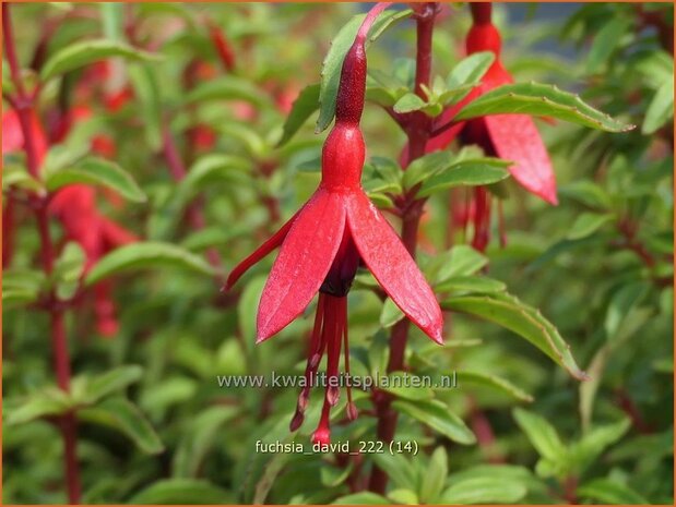 Fuchsia 'David' | Bellenplant, Tuinfuchsia, Fuchsia | Fuchsie | Fuchsia