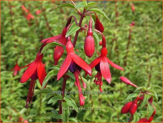 Fuchsia 'David' | Bellenplant, Tuinfuchsia, Fuchsia | Fuchsie | Fuchsia