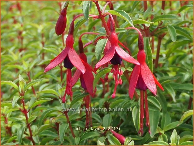 Fuchsia 'David' | Bellenplant, Tuinfuchsia, Fuchsia | Fuchsie | Fuchsia