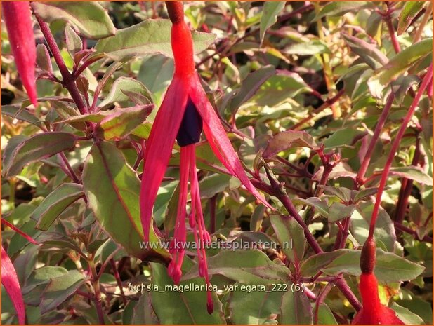 Fuchsia magellanica 'Variegata' | Bellenplant, Tuinfuchsia, Fuchsia | Scharlachfuchsie | Hardy Fuchsia